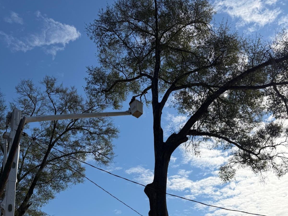 El Costeño Tree Service LLC